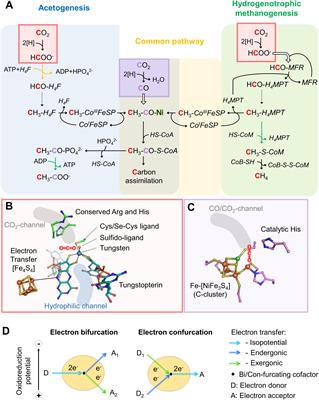 CO2-Fixation Strategies in Energy Extremophiles: What Can We Learn From Acetogens?